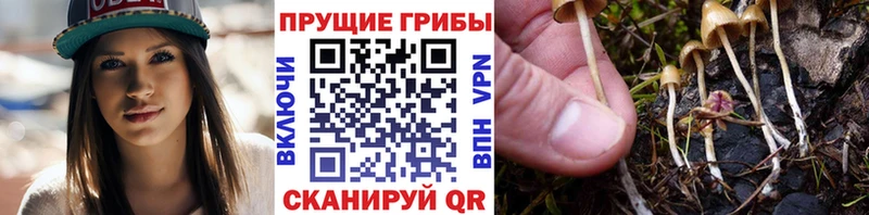 Галлюциногенные грибы MAGIC MUSHROOMS  Купить закладки  Карпинск 